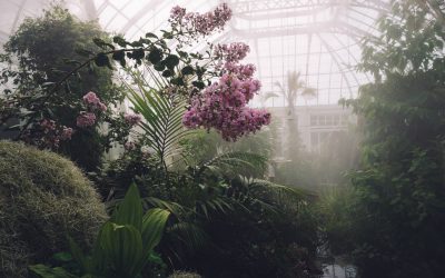 Halls Växthus – Vilket är bäst för dig?